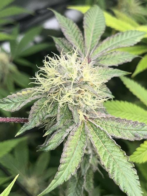 Exotic Pheno Hunt. Week 15 - Zerberry #5 F34