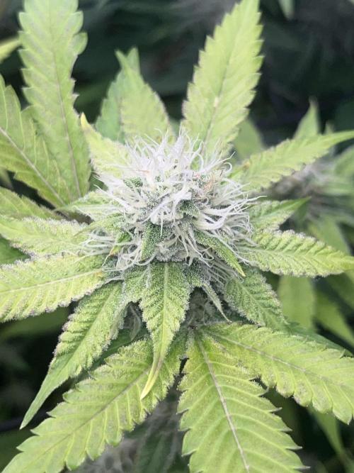 Exotic Pheno Hunt. Week 15 - Zerberry #3 F34