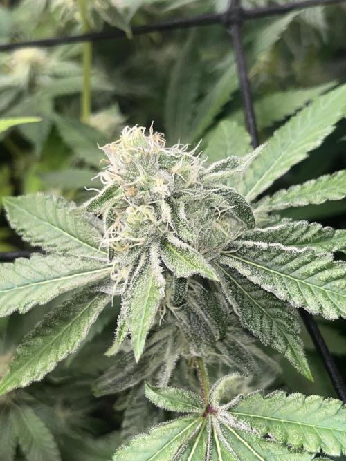 Exotic Pheno Hunt. Week 15 - Cereal Milk F34