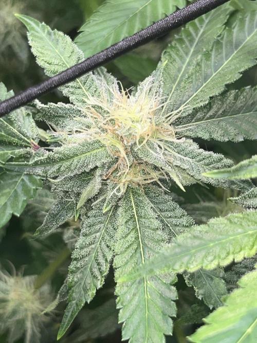 Exotic Pheno Hunt. Week 15 - Zerberry #7 F34