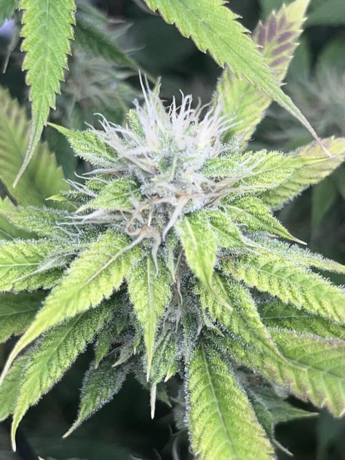 Exotic Pheno Hunt. Week 15 - Pink Poochie F34