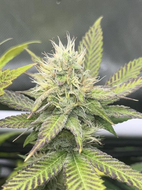 Exotic Pheno Hunt. Week 15 - Zerberry #6 F34