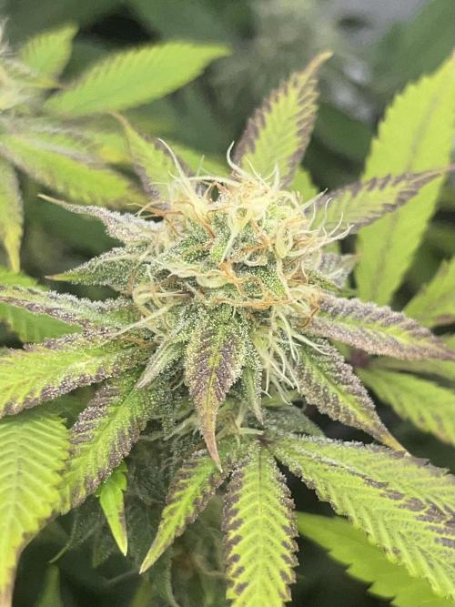 Exotic Pheno Hunt. Week 15 - Zerberry #4 F34