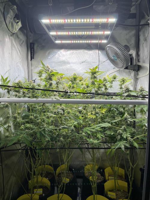 Exotic Pheno Hunt. Week 16 - F39