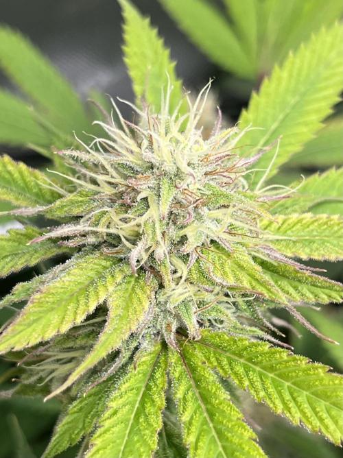 Exotic Pheno Hunt. Week 16 - Zerberry #1