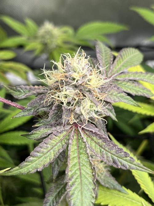 Exotic Pheno Hunt. Week 16 - Zerberry #5