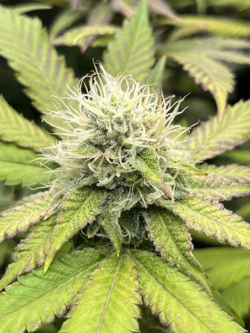 Exotic Pheno Hunt. Week 16 - Zerberry #3