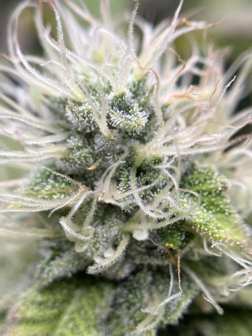 Exotic Pheno Hunt. Week 16 - Zerberry #3