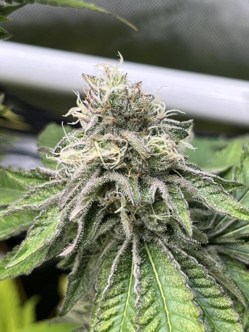 Exotic Pheno Hunt. Week 16 - Cereal Milk