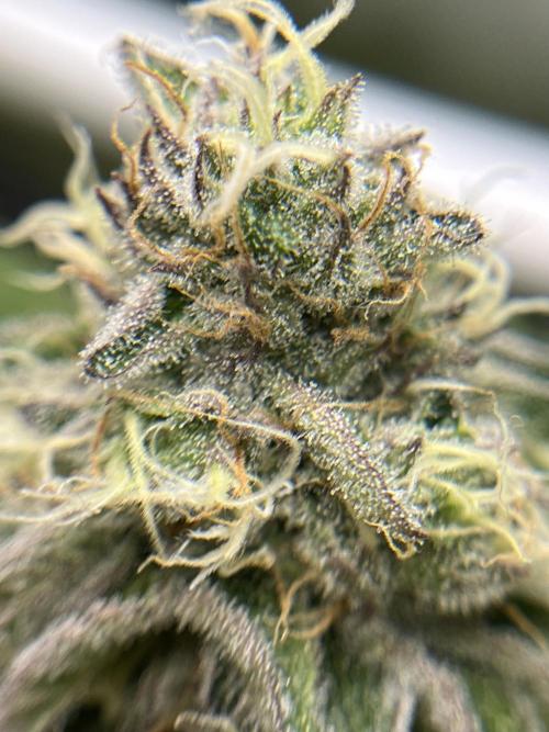 Exotic Pheno Hunt. Week 16 - Cereal Milk 