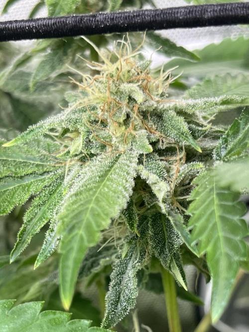 Exotic Pheno Hunt. Week 16 - Zerberry #7