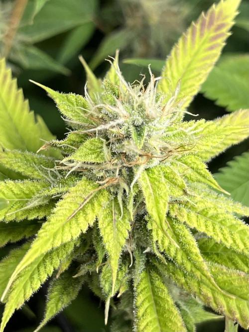 Exotic Pheno Hunt. Week 16 - Pink Poochie 