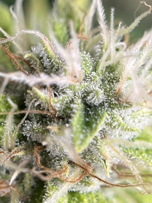 Exotic Pheno Hunt. Week 16 - Pink Poochie 