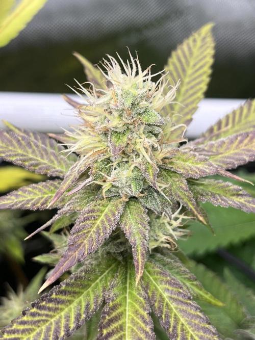 Exotic Pheno Hunt. Week 16 - Zerberry #6