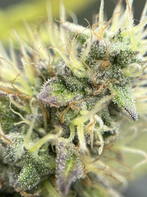 Exotic Pheno Hunt. Week 16 - Zerberry #6