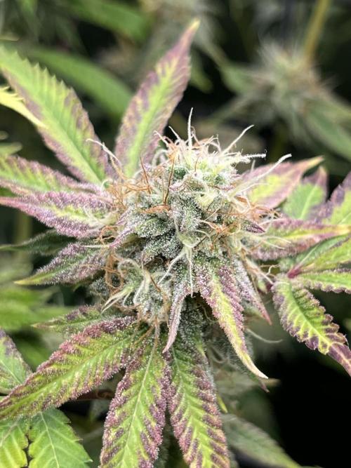 Exotic Pheno Hunt. Week 16 - Zerberry #4