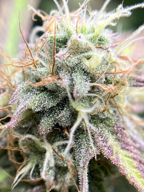 Exotic Pheno Hunt. Week 16 - Zerberry #4 