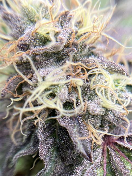 Exotic Pheno Hunt. Week 16 - Zerberry #5 