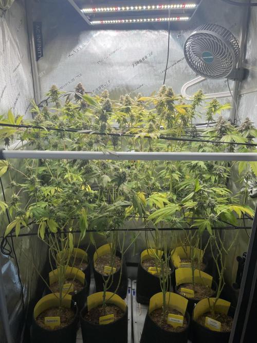 Exotic Pheno Hunt. Week 18 - day 52 flower