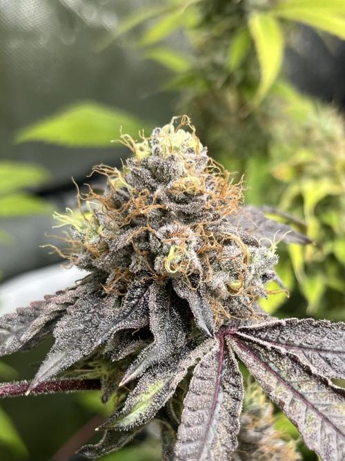 Exotic Pheno Hunt. Week 18 - Zerberry #5 F52