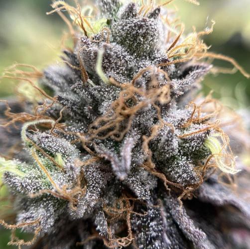 Exotic Pheno Hunt. Week 18 - Zerberry #5 F52