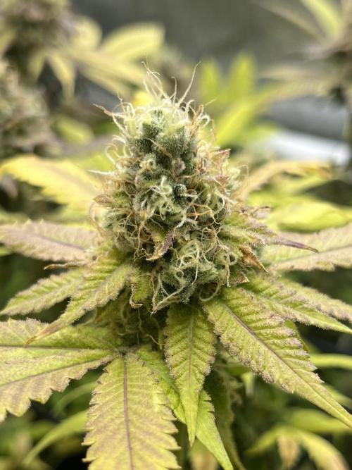 Exotic Pheno Hunt. Week 18 - Zerberry #3 F52