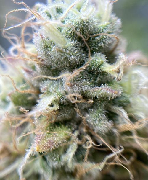 Exotic Pheno Hunt. Week 18 - Zerberry #3 F52