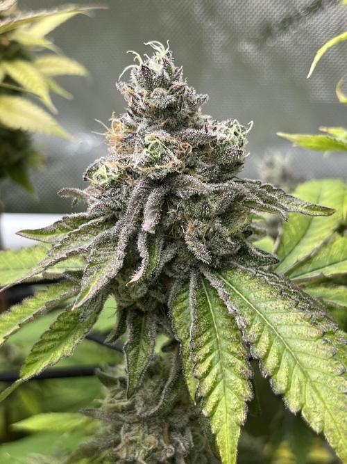 Exotic Pheno Hunt. Week 18 - Cereal Milk F52