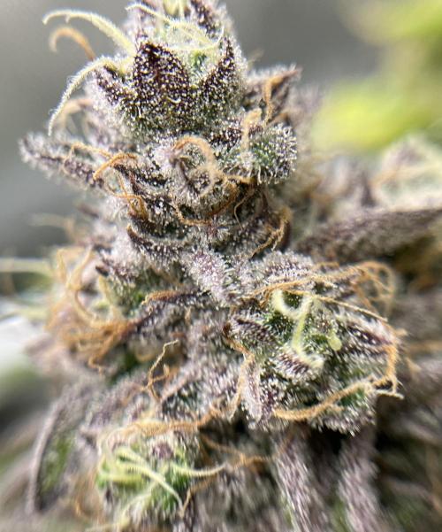 Exotic Pheno Hunt. Week 18 - Cereal Milk F52 