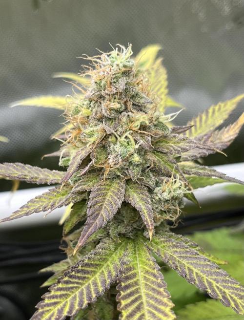 Exotic Pheno Hunt. Week 18 - Zerberry #6 F52 