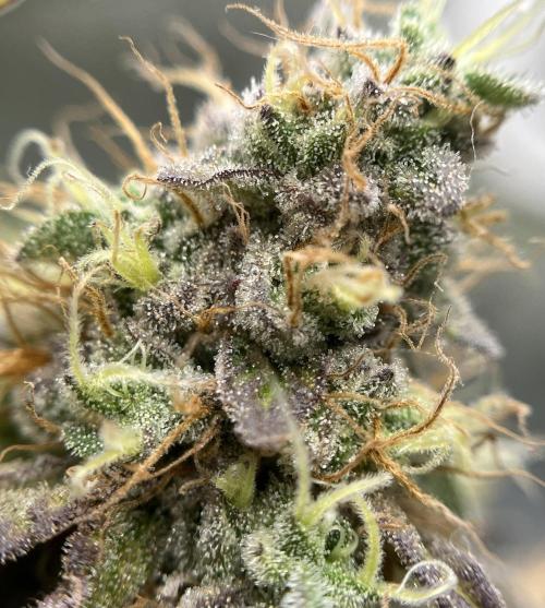 Exotic Pheno Hunt. Week 18 - Zerberry #6 F52