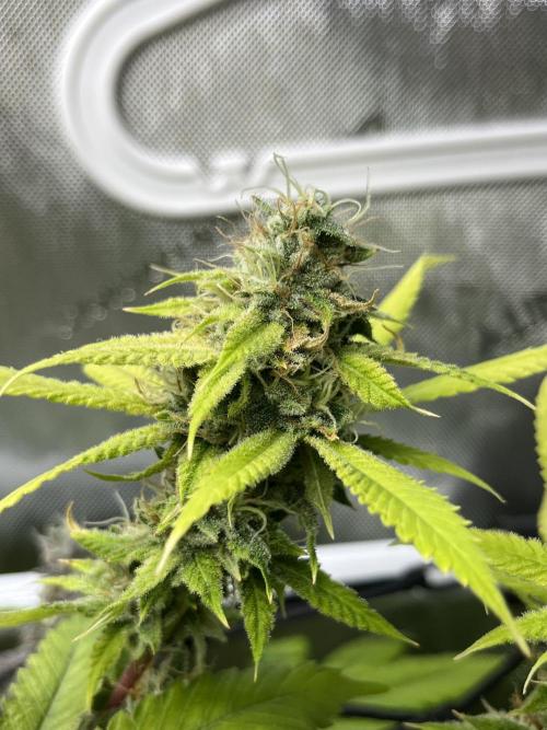 Exotic Pheno Hunt. Week 18 - Pink Poochie F52