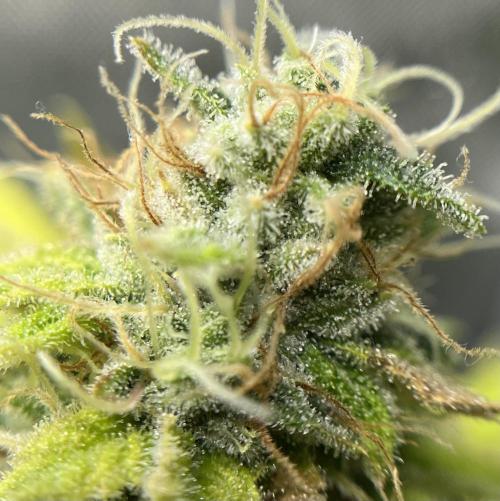 Exotic Pheno Hunt. Week 18 - Pink Poochie F52