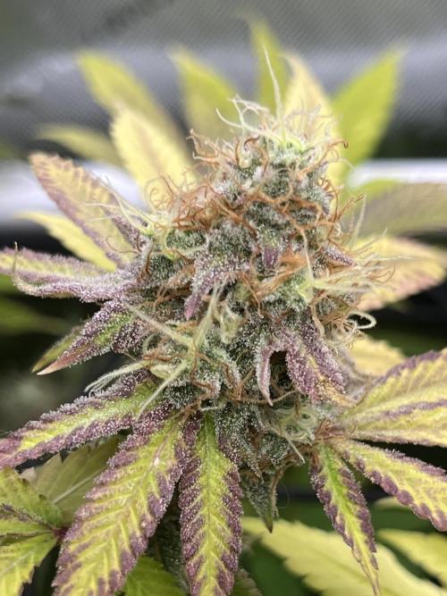 Exotic Pheno Hunt. Week 18 - Zerberry #4 F52