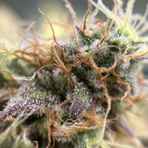 Exotic Pheno Hunt. Week 18 - Zerberry #4 F52