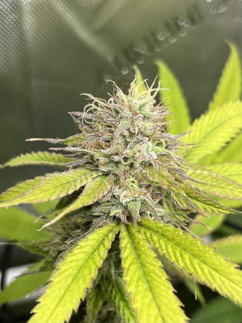 Exotic Pheno Hunt. Week 18 - Zerberry #1 F52