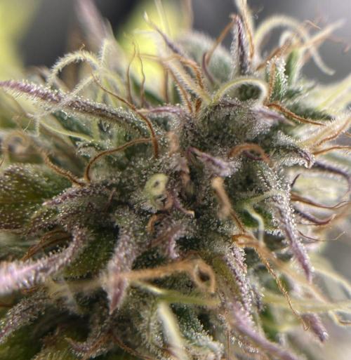 Exotic Pheno Hunt. Week 18 - Zerberry #1 F52 