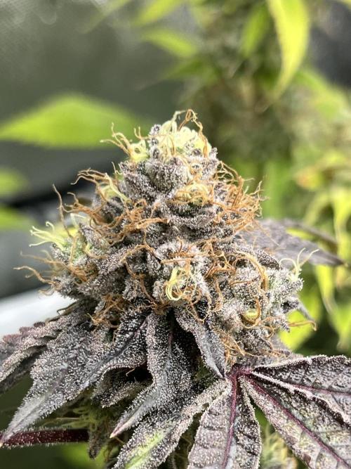 Exotic Pheno Hunt. Week 18 - Zerberry #5 F52 