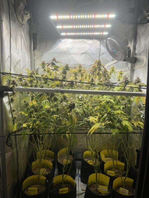 Exotic Pheno Hunt. Week 19 - day 57 flower