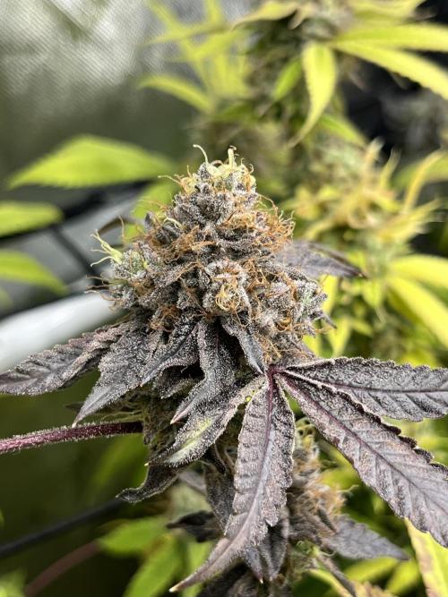 Exotic Pheno Hunt. Week 19 - Zerberry #5 F57