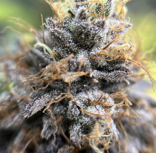 Exotic Pheno Hunt. Week 19 - Zerberry #5 F57 