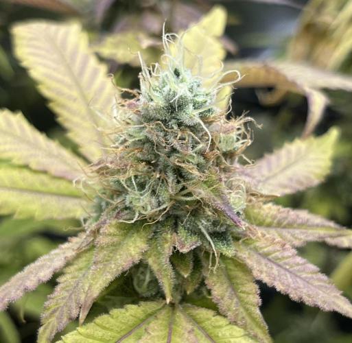 Exotic Pheno Hunt. Week 19 - Zerberry #3 F57