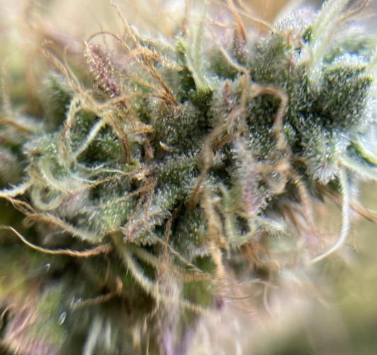 Exotic Pheno Hunt. Week 19 - Zerberry #3 F57