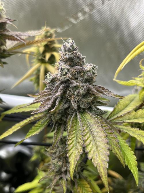 Exotic Pheno Hunt. Week 19 - Cereal Milk F57