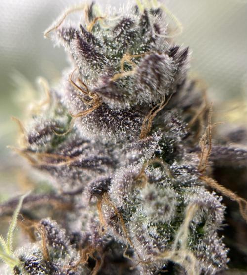 Exotic Pheno Hunt. Week 19 - Cereal Milk F57