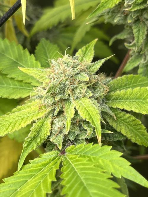 Exotic Pheno Hunt. Week 19 - Zerberry #7 F57