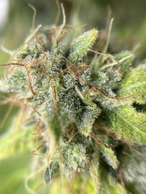 Exotic Pheno Hunt. Week 19 - Zerberry #7 F57