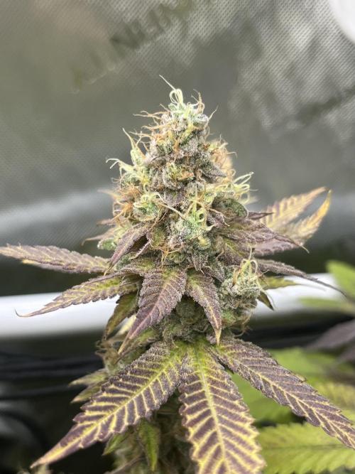 Exotic Pheno Hunt. Week 19 - Zerberry #6 F57