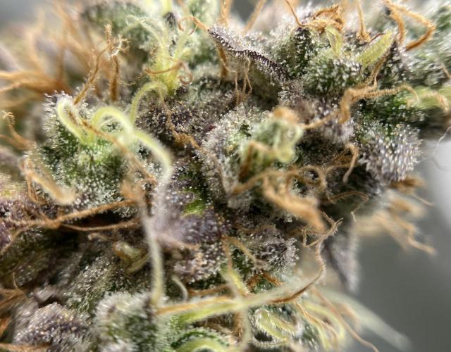 Exotic Pheno Hunt. Week 19 - Zerberry #6 F57