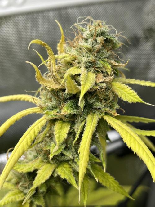 Exotic Pheno Hunt. Week 19 - Pink Poochie F57